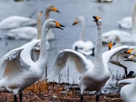 Nikmati Keindahan Angsa Putih Daerah Sungai Kuning