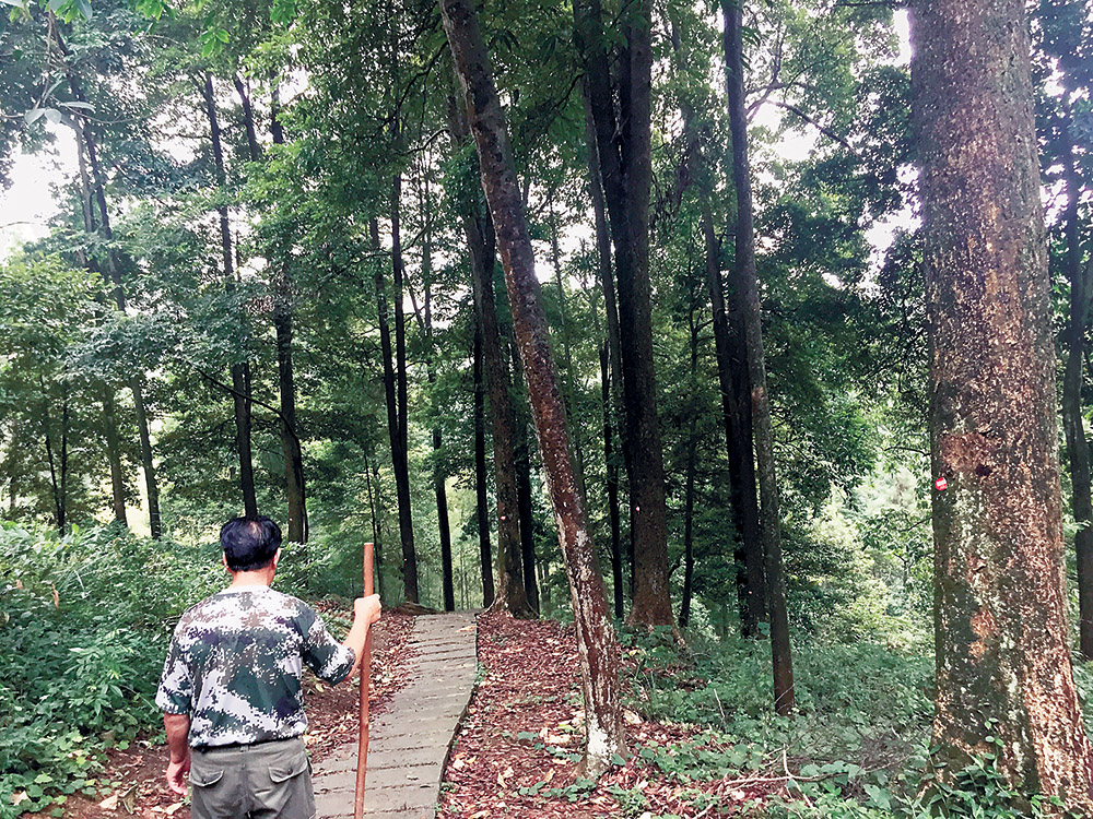 【区县联动】【永川】永川发现全国面积最大金丝楠木天然林 【区县联动列表】永川发现面积最大金丝楠木天然林