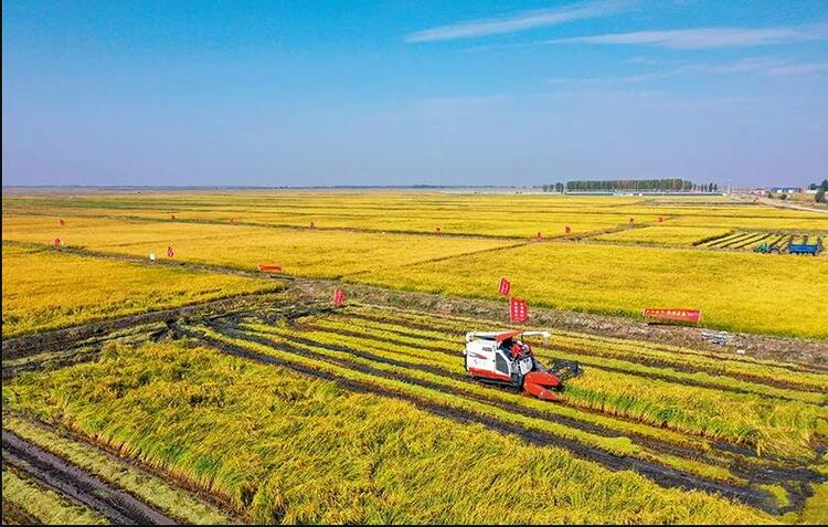 袁隆平的杂交水稻，印在了这个国家的货币上