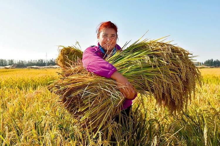 袁隆平的杂交水稻，印在了这个国家的货币上