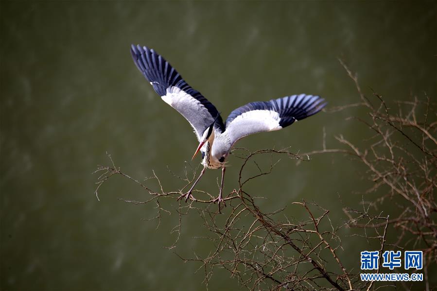 數百隻蒼鷺在山西平陸黃河濕地築巢安家