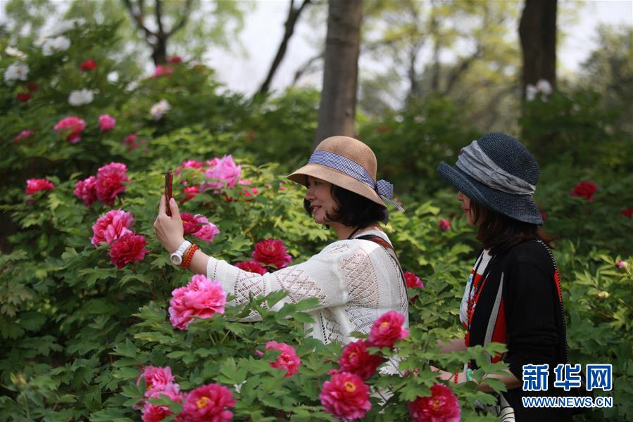 江苏扬州：万花争艳迎客来