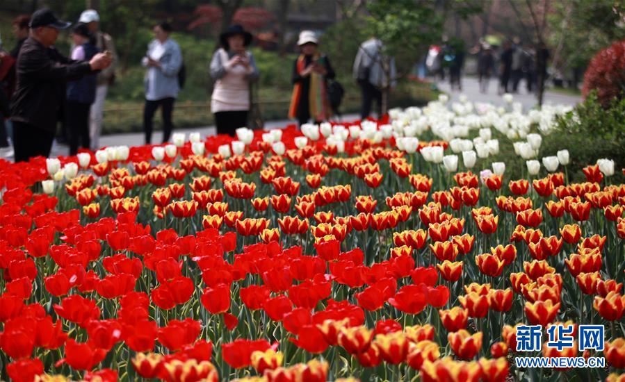 江苏扬州：万花争艳迎客来