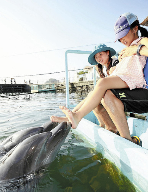 日本水族館請海豚為遊客做“足療”