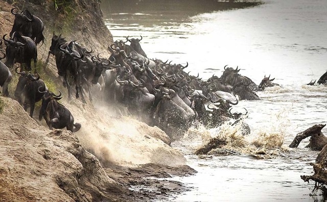 实拍肯尼亚角马过河遭巨鳄扑杀激烈瞬间