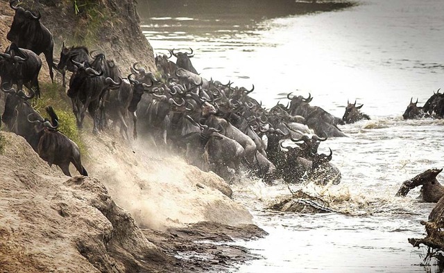 實拍肯尼亞角馬過河遭巨鱷撲殺激烈瞬間