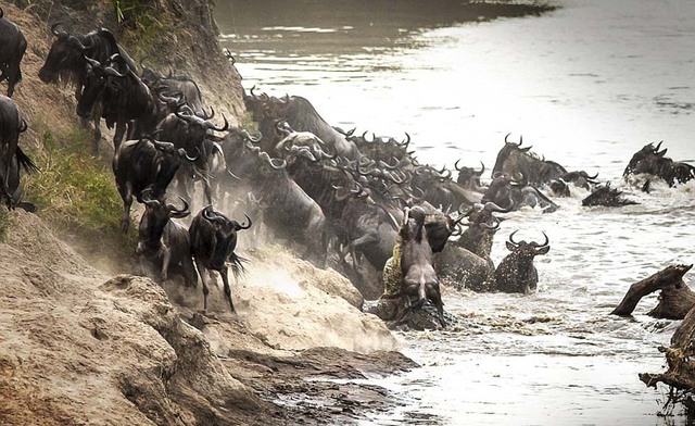 实拍肯尼亚角马过河遭巨鳄扑杀激烈瞬间