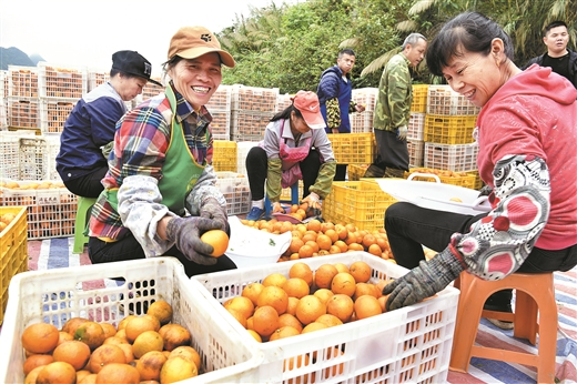 百色德保：打造萬畝柑橘扶貧産業示範區 推脫貧攻堅