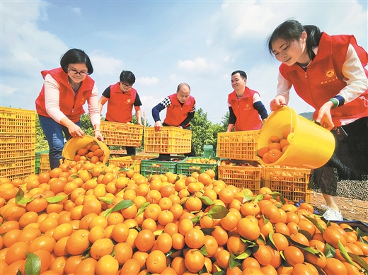 桂林恭城：志愿者走进贫困村帮助贫困户采摘沃柑