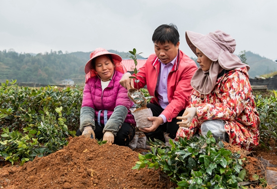貴州天柱：打造油茶全産業鏈 建成30萬畝“綠色銀行”