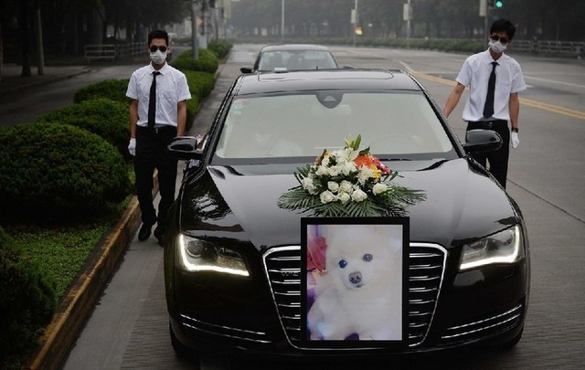 上海现豪华宠物葬礼 宠物狗配木棺灵车