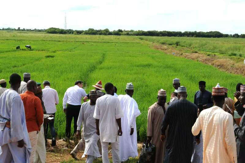 Kamfanin kasar Sin yana taimakawa Najeriya bunkasa aikin noman shinkafa