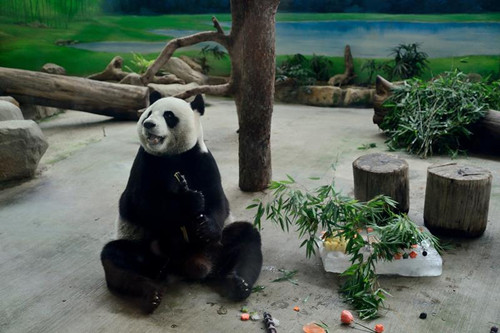 台北動物園為大熊貓團團圓圓舉辦生日派對