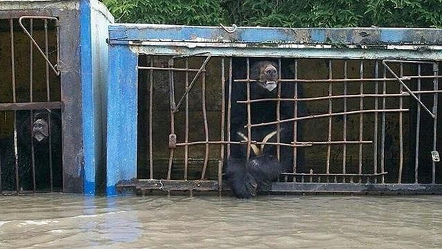 俄边疆城市遭遇洪水 动物园动物淹死在笼中