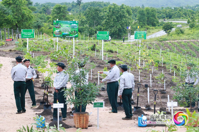 缅甸林业部门工作人员31日在“中缅友好生态示范林”为植树工程项目竣工仪式做准备,他们身后600亩的荒地上种植了15万株树苗,价值合人民币约200万元