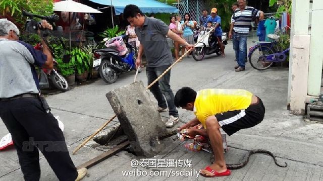 泰国一条2米长大蛇贪吃 吃太饱回不了家