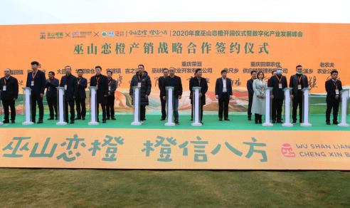 重慶巫山戀橙正式上市 首日下單1.2萬噸 價值7000萬元