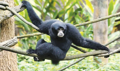 动物常脱逃 台北动物园真烦恼