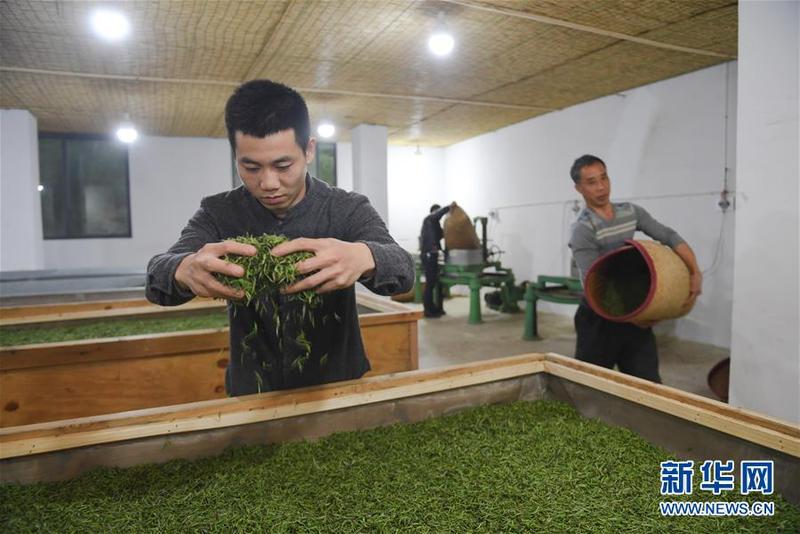 【茶業主推】【南平】【移動版】【Chinanews帶圖】福建武夷山：金駿眉開採 制茶忙