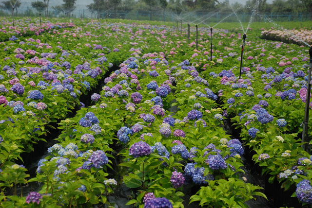 2019世界花园大会月底开幕，拥抱未来阳台花园生活