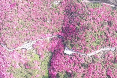 四月詩景雲霧山 滿山杜鵑紅遍天