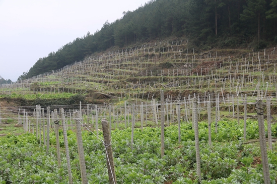 贵州惠水：摆金镇春耕不误时 全力做优佛手瓜产业