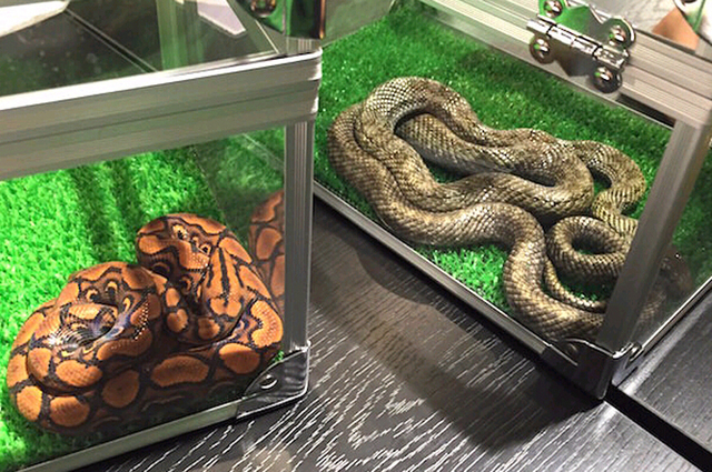 东京现“蛇主题”咖啡馆 8成顾客为女性