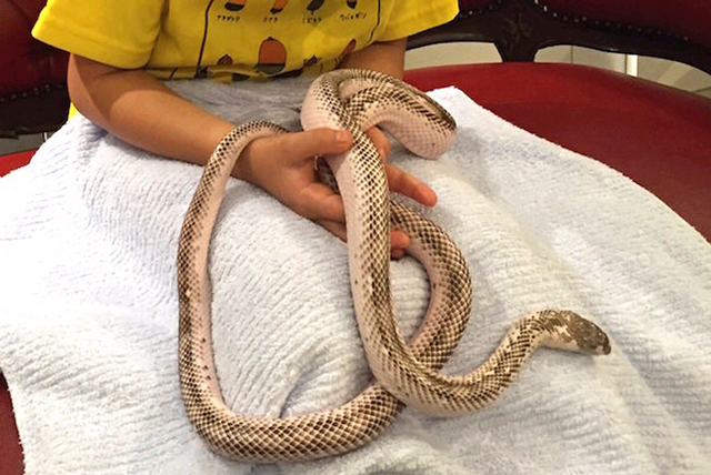 东京现“蛇主题”咖啡馆 8成顾客为女性