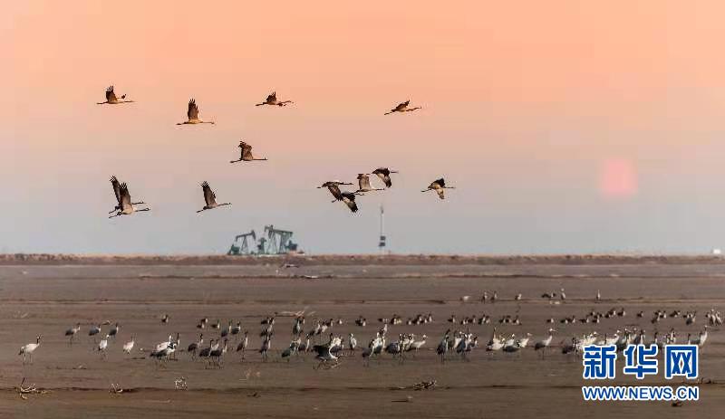 黄河入海口自然保护区：抽油机与鸟儿和谐共存