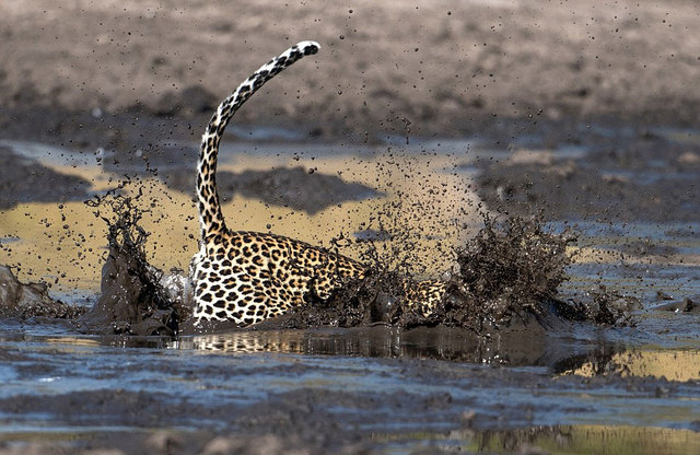 摄影师抓拍豹子跳入泥潭捕鱼瞬间