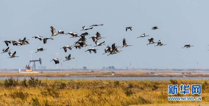 黃河入海口自然保護區：抽油機與鳥兒和諧共存