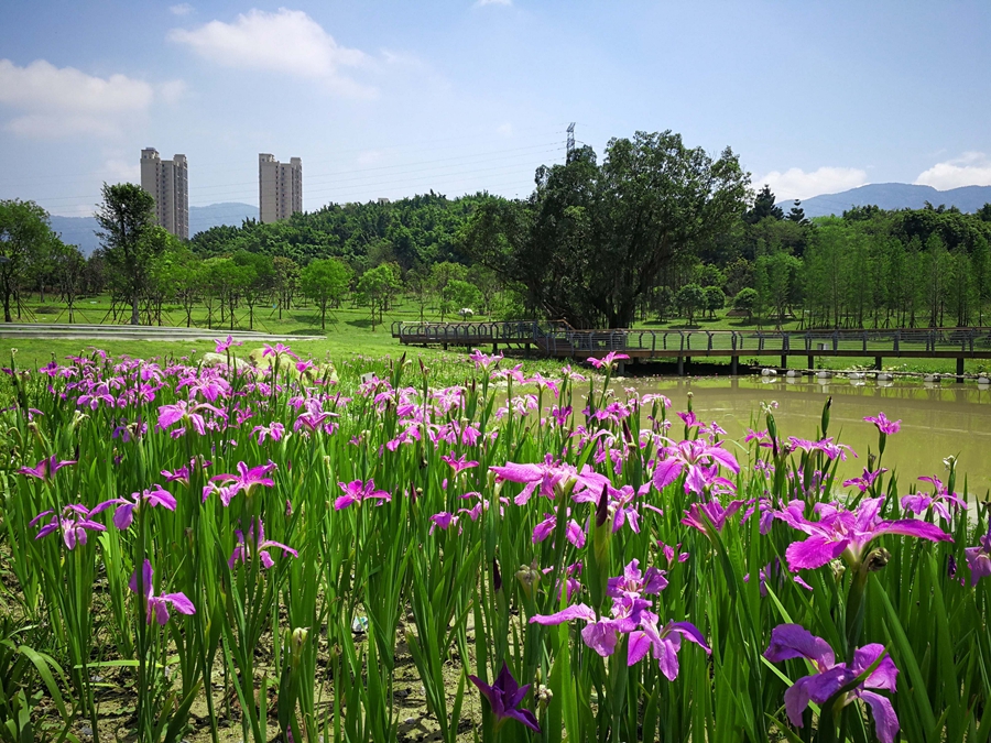 【图说福建第三张】【福州】【移动版】【Chinanews带图】福州晋安夯实绿色家底增添生态红利 17座公园美如画