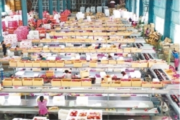 蓋州蘋果佔泰國市場三成份額