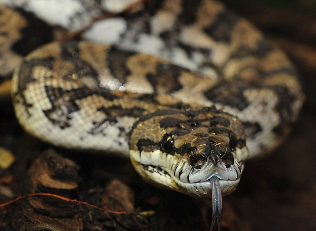澳大利亚3米长蟒蛇爬进居民马桶中
