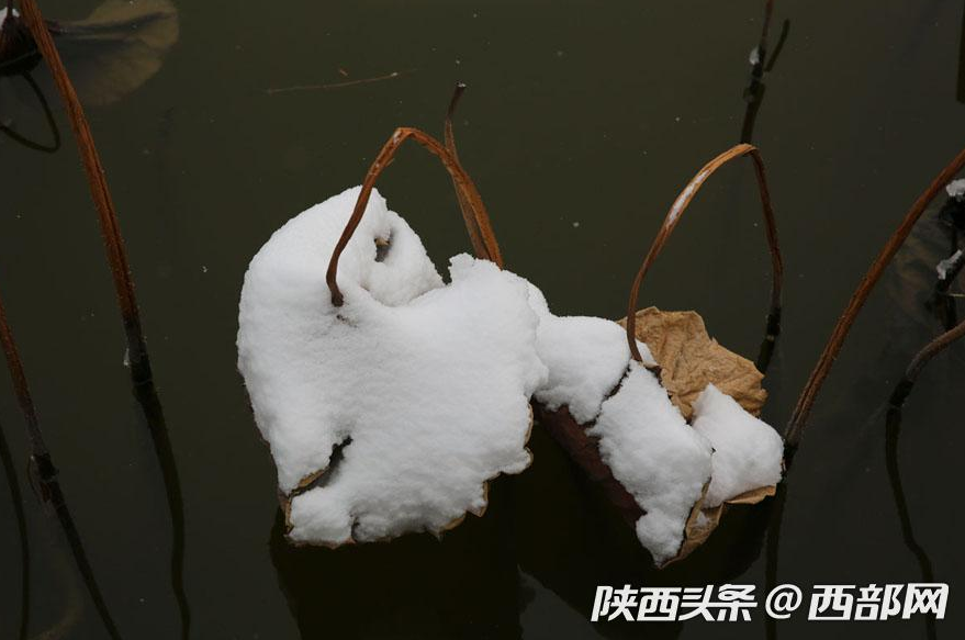 春节假期一场大雪浓了年味 美了不起眼的景和人