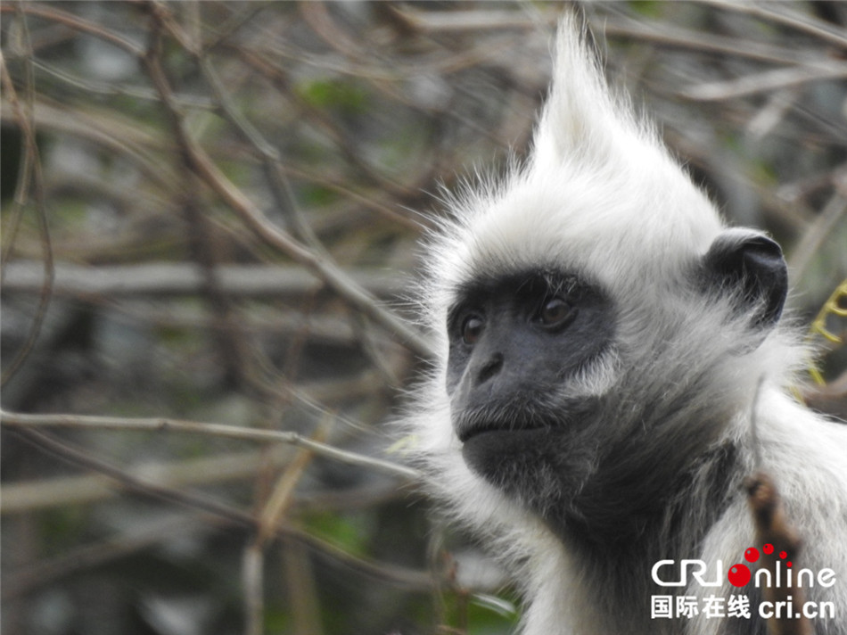 美丽的崇左，白头叶猴的家