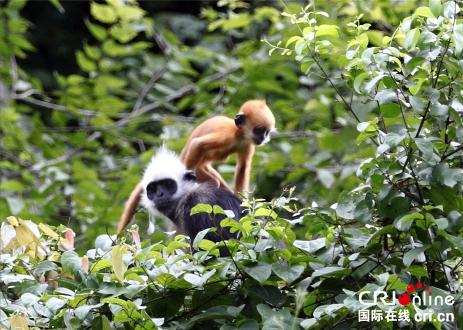 美丽的崇左，白头叶猴的家