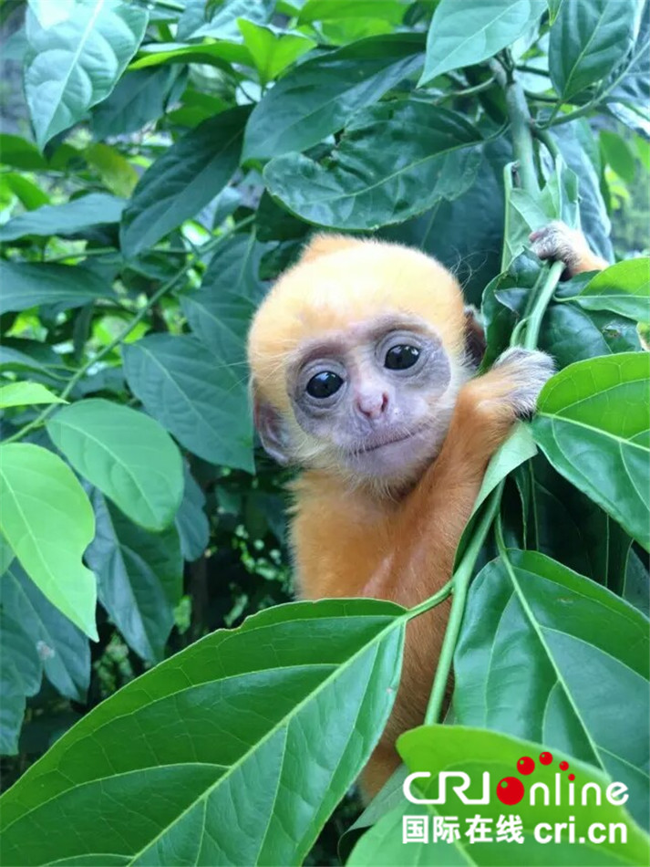 美丽的崇左，白头叶猴的家