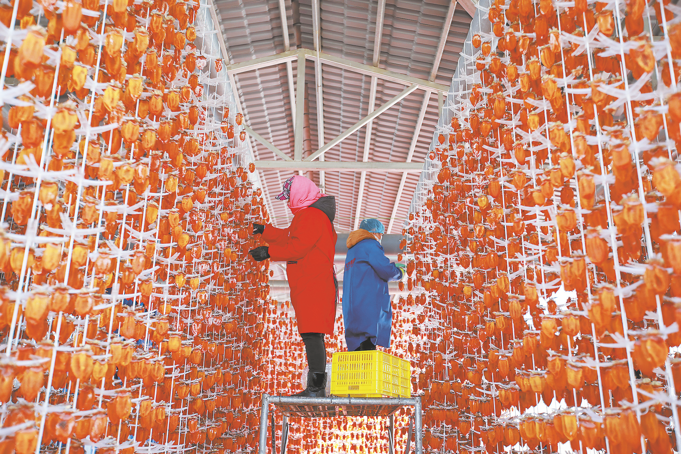 渭南富平县：小柿子 大产业