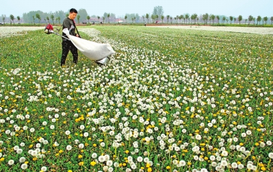 【中原优品-图片】柘城县蒲公英种植 一年四茬收益好