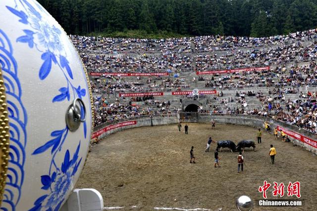 廣西、雲南、貴州等地260頭鬥牛爭"牛王" 場面震撼