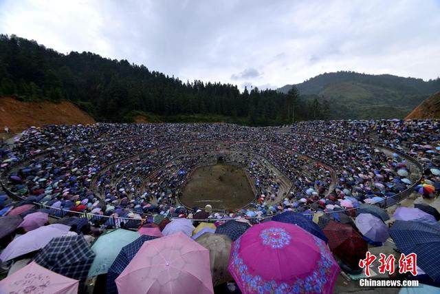 廣西、雲南、貴州等地260頭鬥牛爭"牛王" 場面震撼