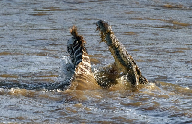 實拍肯尼亞兩鱷魚河中撲殺斑馬 場面驚心動魄
