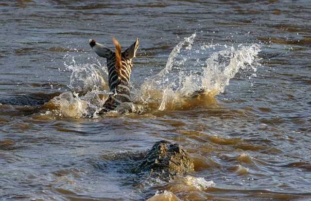 实拍肯尼亚两鳄鱼河中扑杀斑马 场面惊心动魄