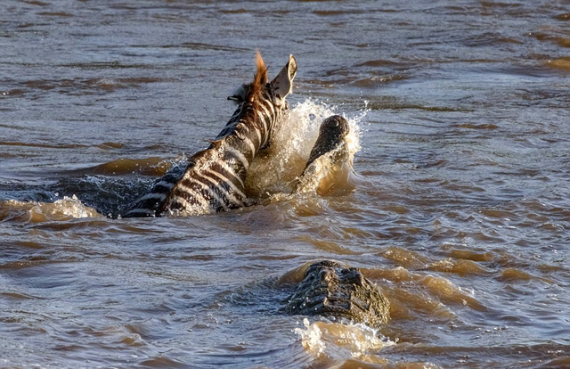 实拍肯尼亚两鳄鱼河中扑杀斑马 场面惊心动魄