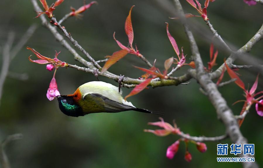 हिउँद ऋतुमा फूल र चरा