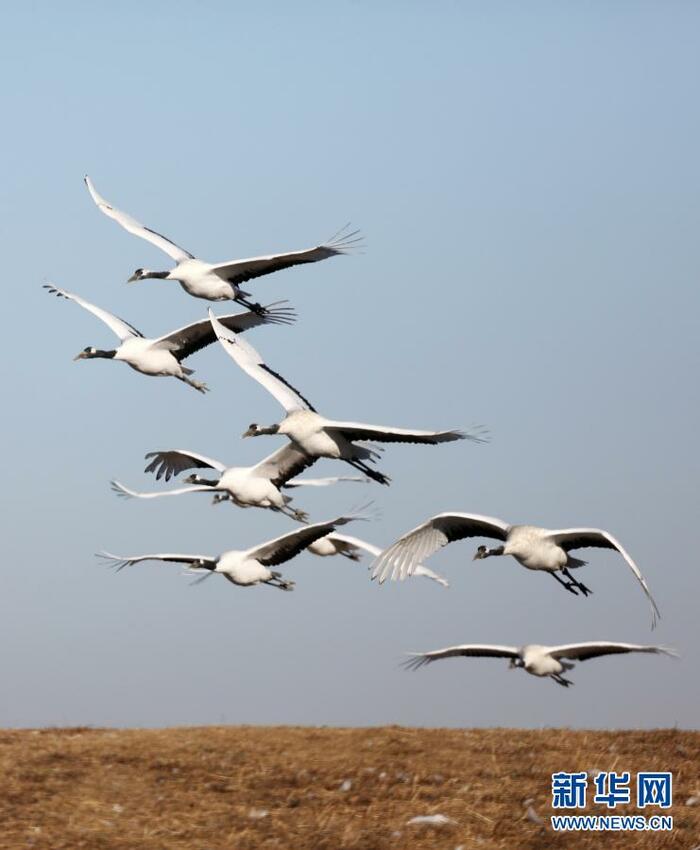 두루미들의 향연