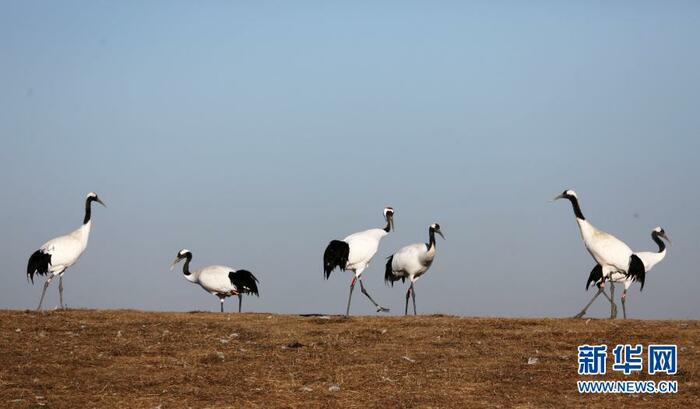 두루미들의 향연