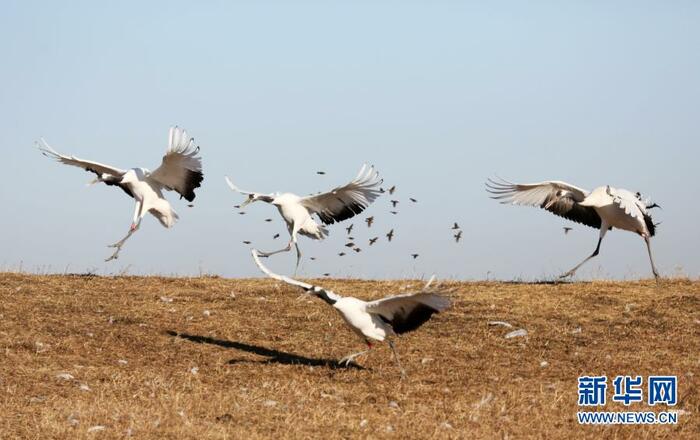 두루미들의 향연