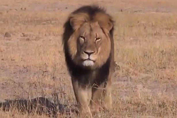 猎杀非洲狮王凶手首次接受采访 称家人遭网络恐吓